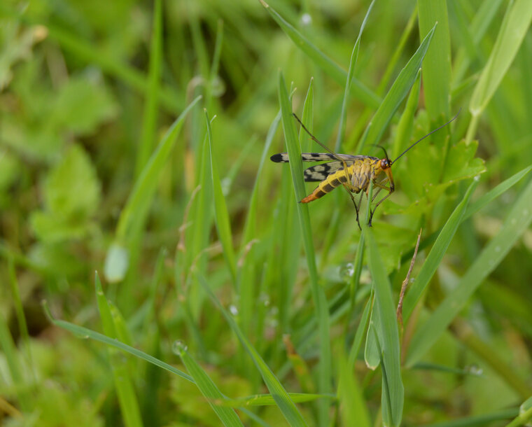 mouche scorpion 02