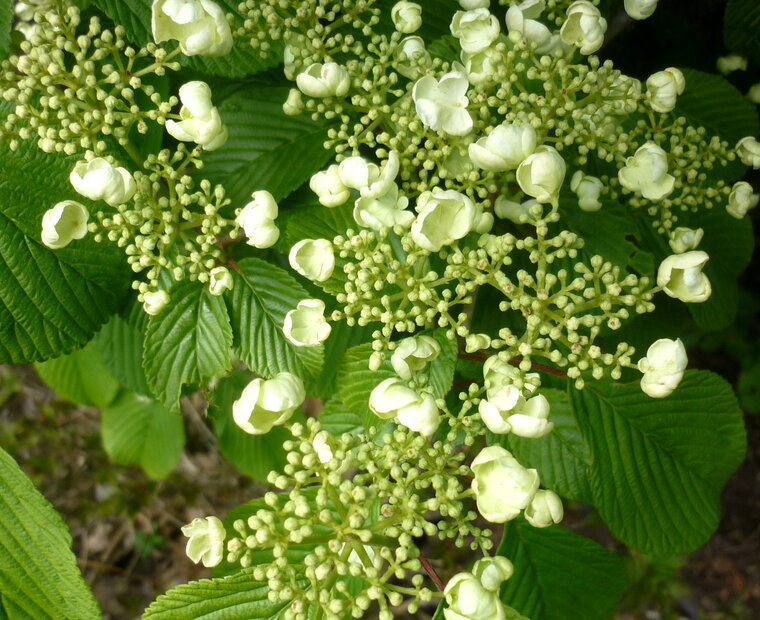 hydrangea