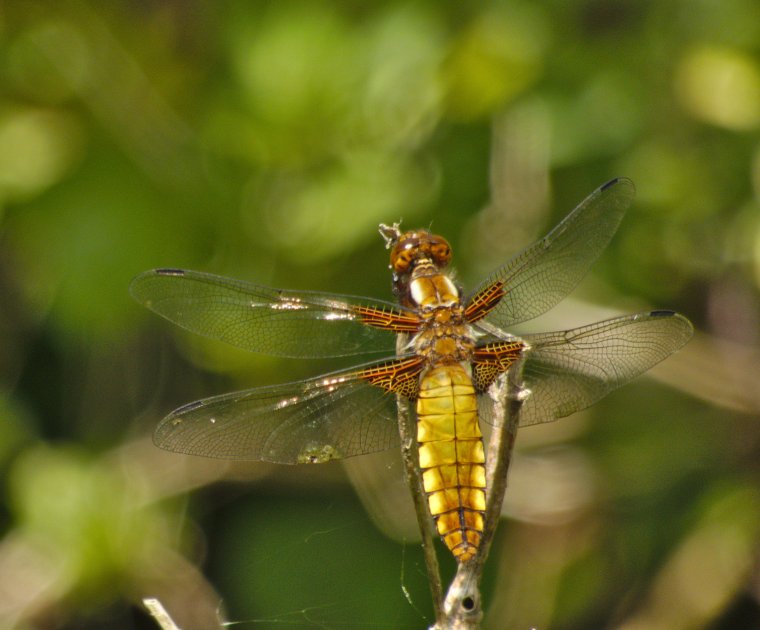 Libellule déprimée femelle Libellula depressa