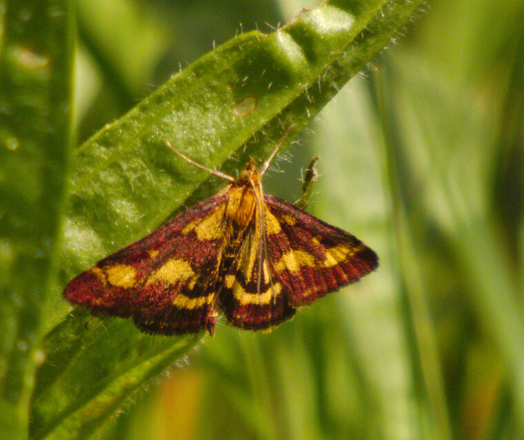 Pyrale pourpre Pyrausta purpuralis