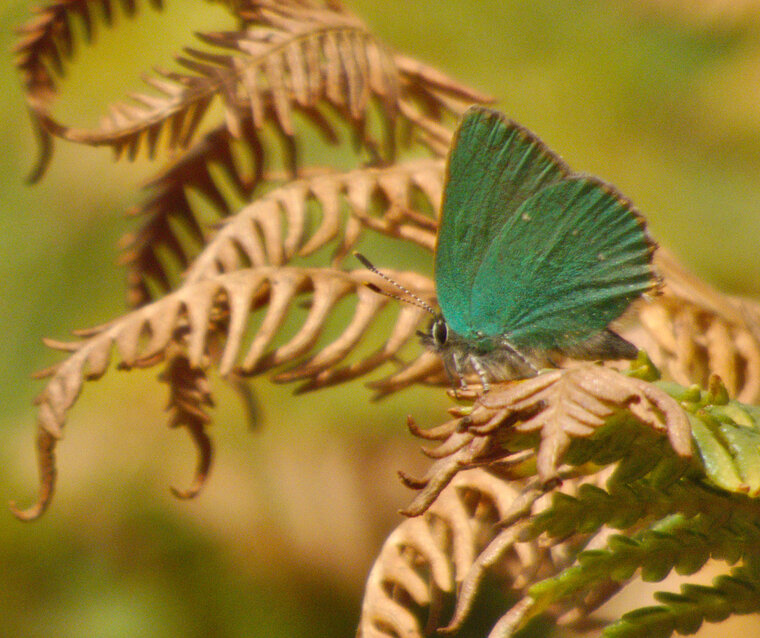 Thécla de la ronce Callophrys rubi