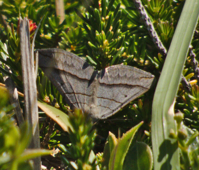 Ortholite acuminée Scotopteryx mucronata