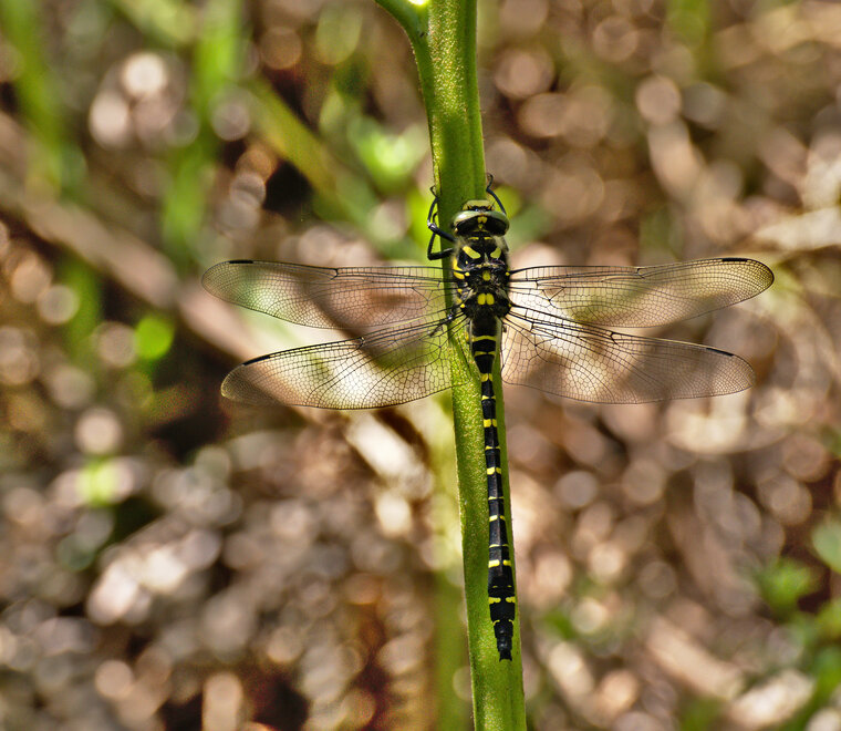 Cordulegaster b boltonii Cordulegastre annelé femelle