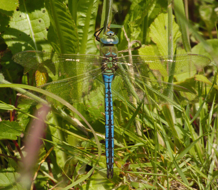 Anax empereur mâle Anax imperator