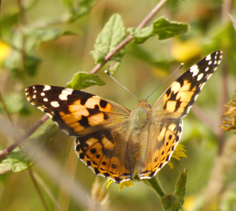 Belle Dame Vanessa cardui