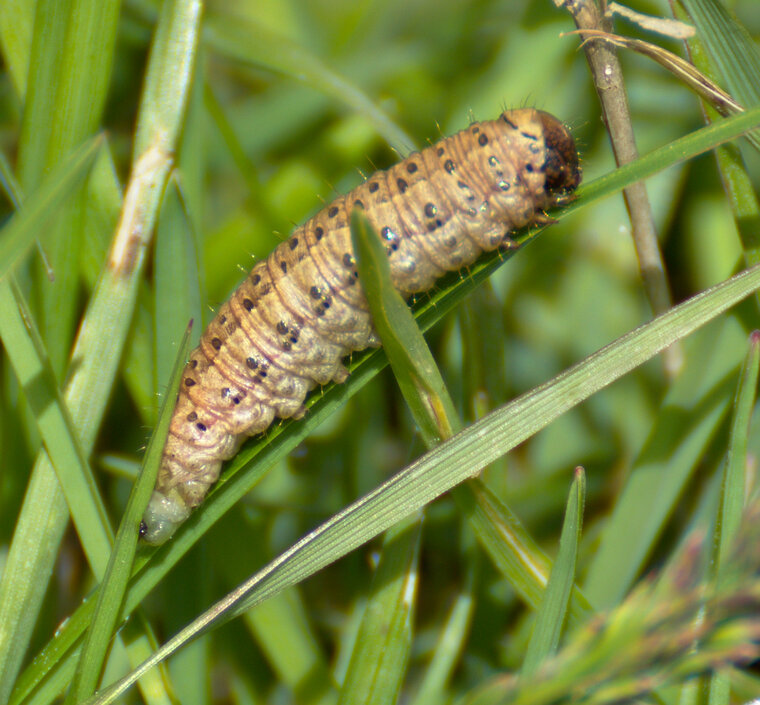 Xanthia ocellaris