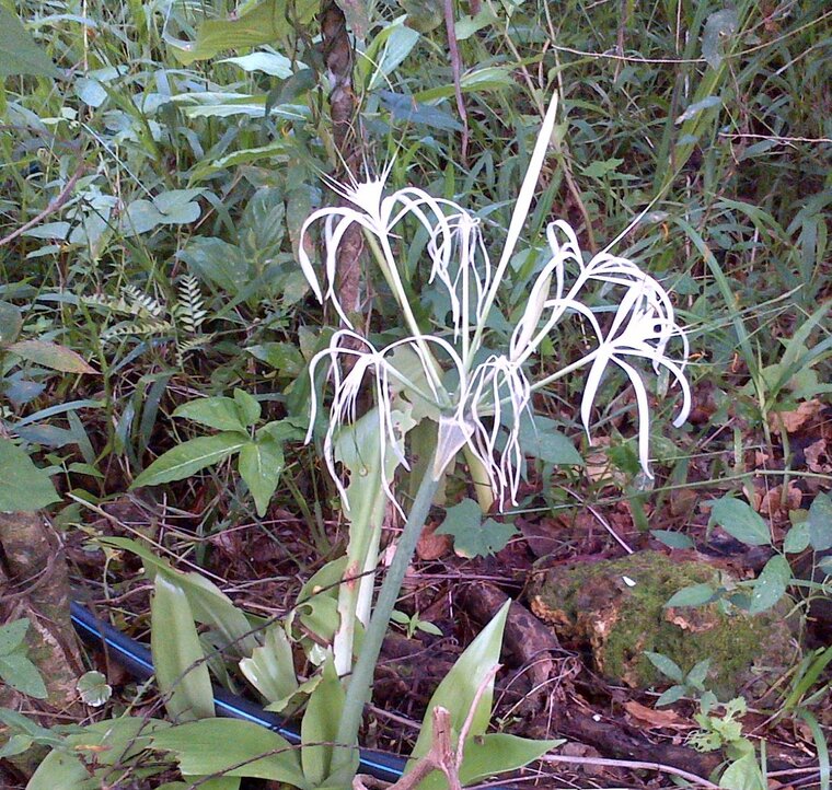 Lys des falaises