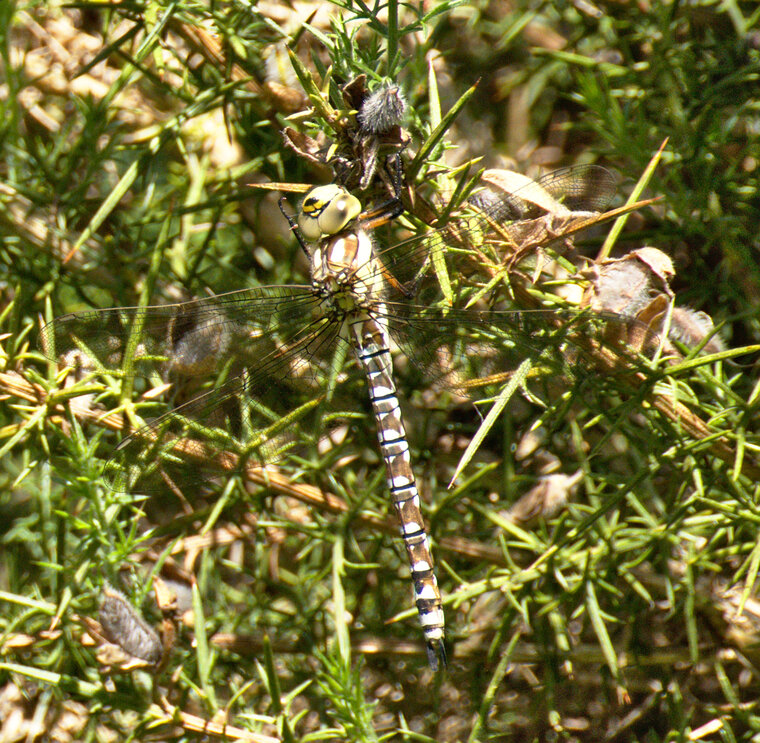 Kerrio Aeschne bleue femelle