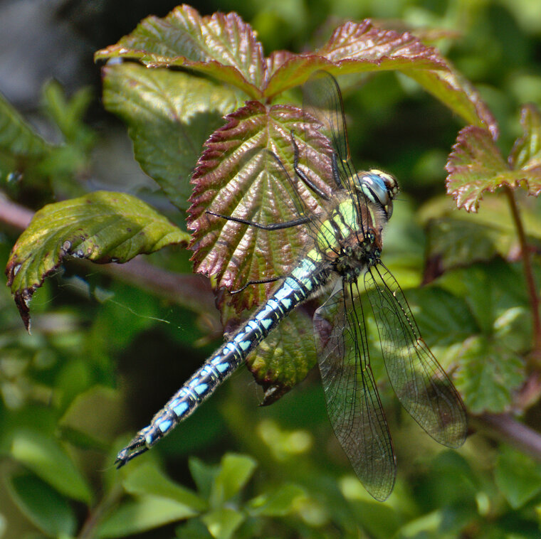 Brachytron pratense