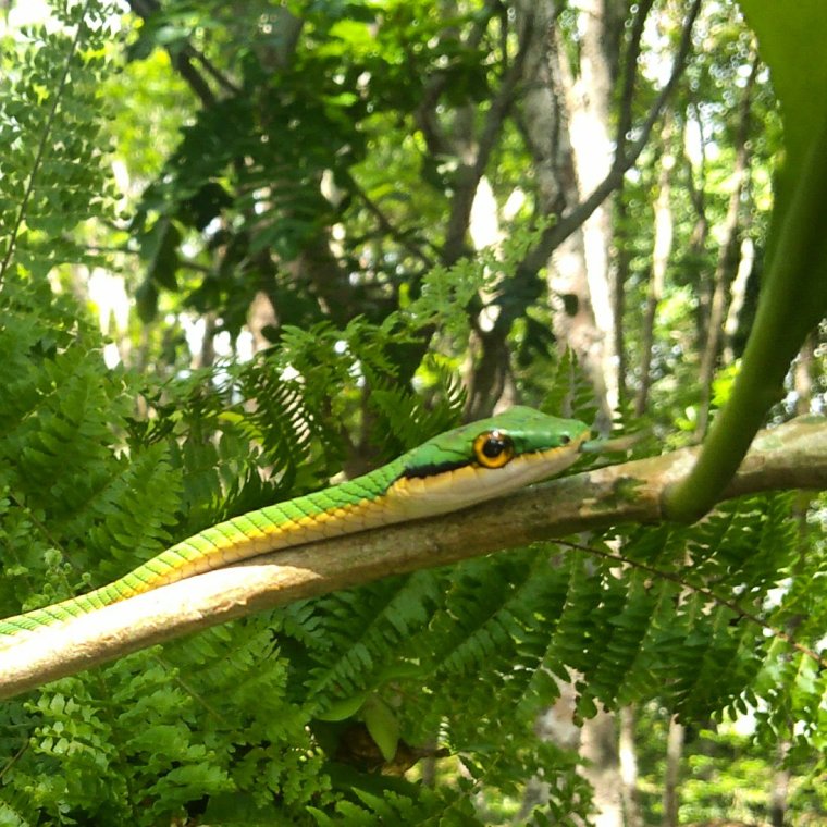 Leptophis ahaetulla