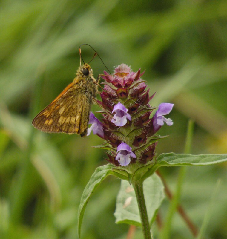 Sylvaine Ochlodes venatus