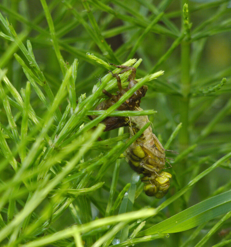 Aeschne printanière Brachytron pratense émergence