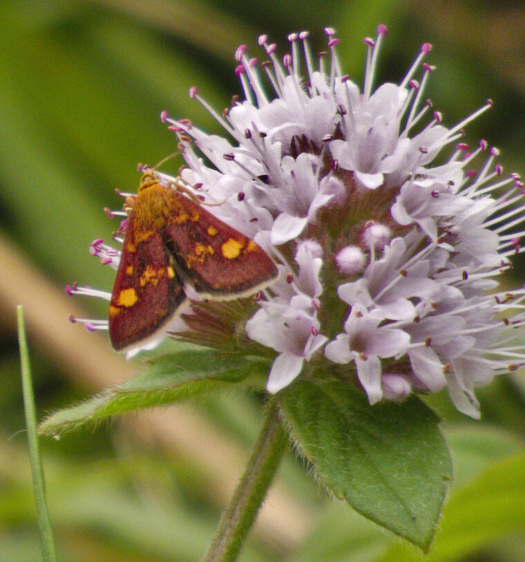 Pyrale de la menthe Pyrausta aurasta