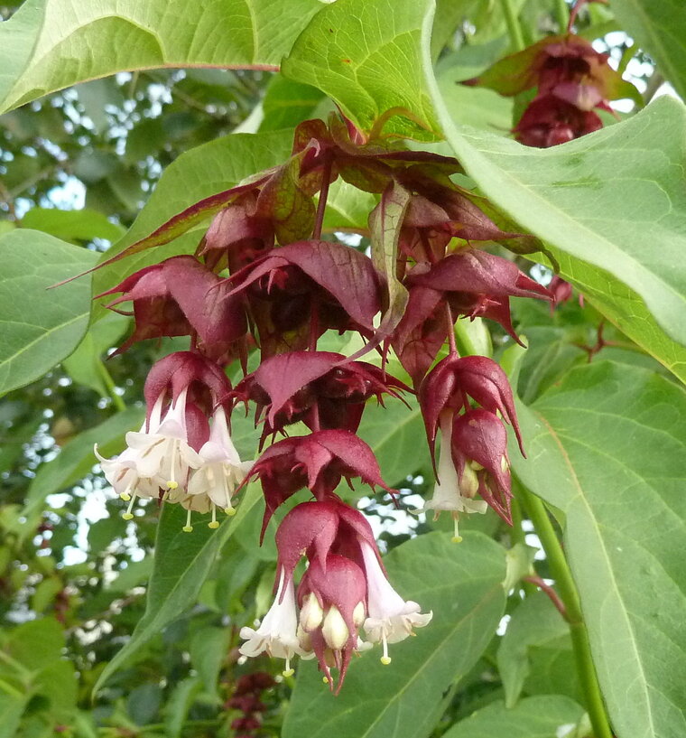 Arbre aux faisants. Leycesteria formosa