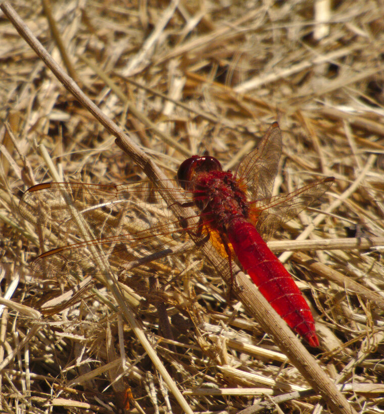 Crocothemis écarlate Crocothemis erythraea