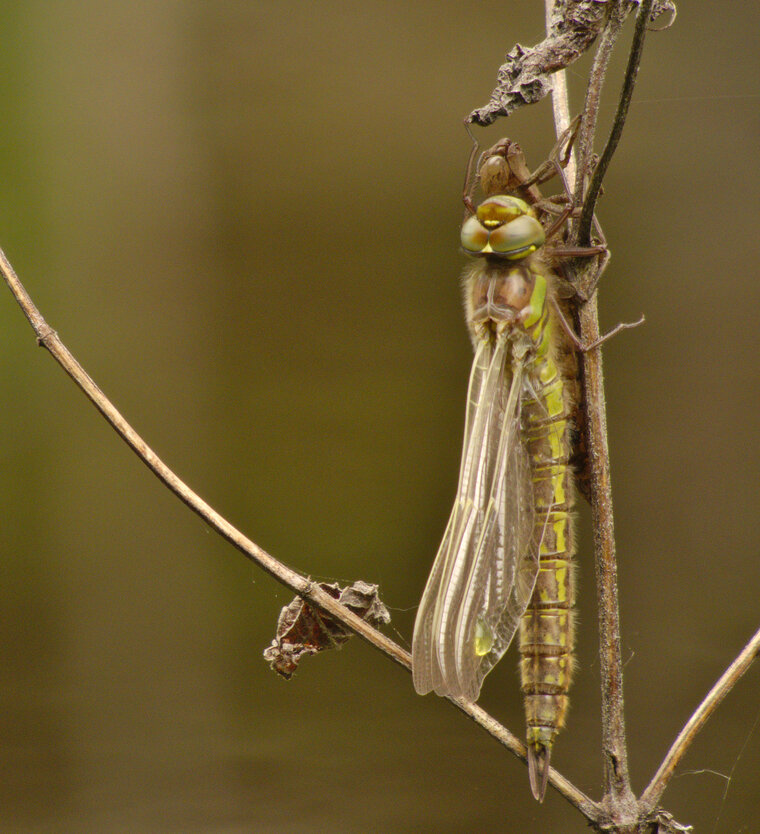 Aeschne printanière Brachytron pratense femelle