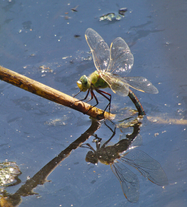 Anax empereur femelle Anax imperator