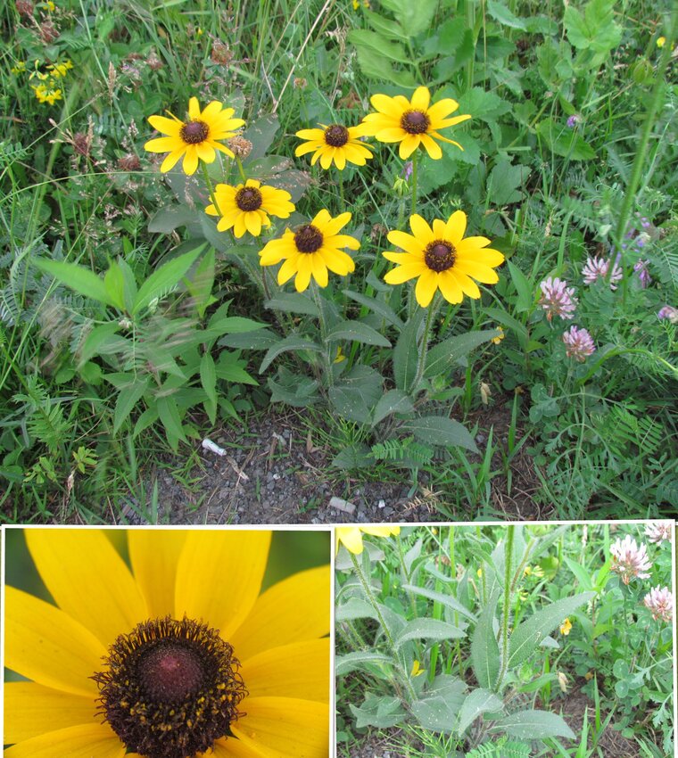 Rudbeckie hérissée