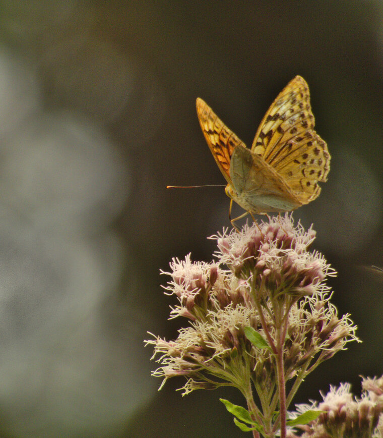 Cardinal Argynnis pandora