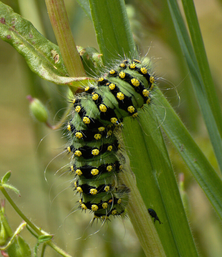 10 jun 19 prairie étang Tréauray Pavonia pavonia