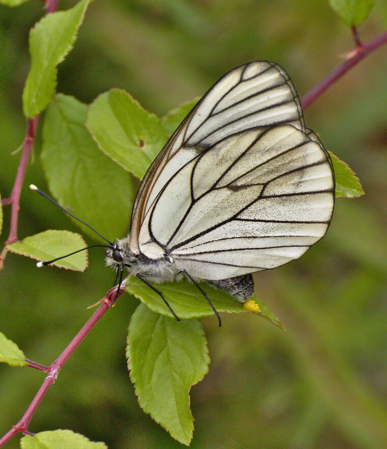 Gazé Aporia crataegi