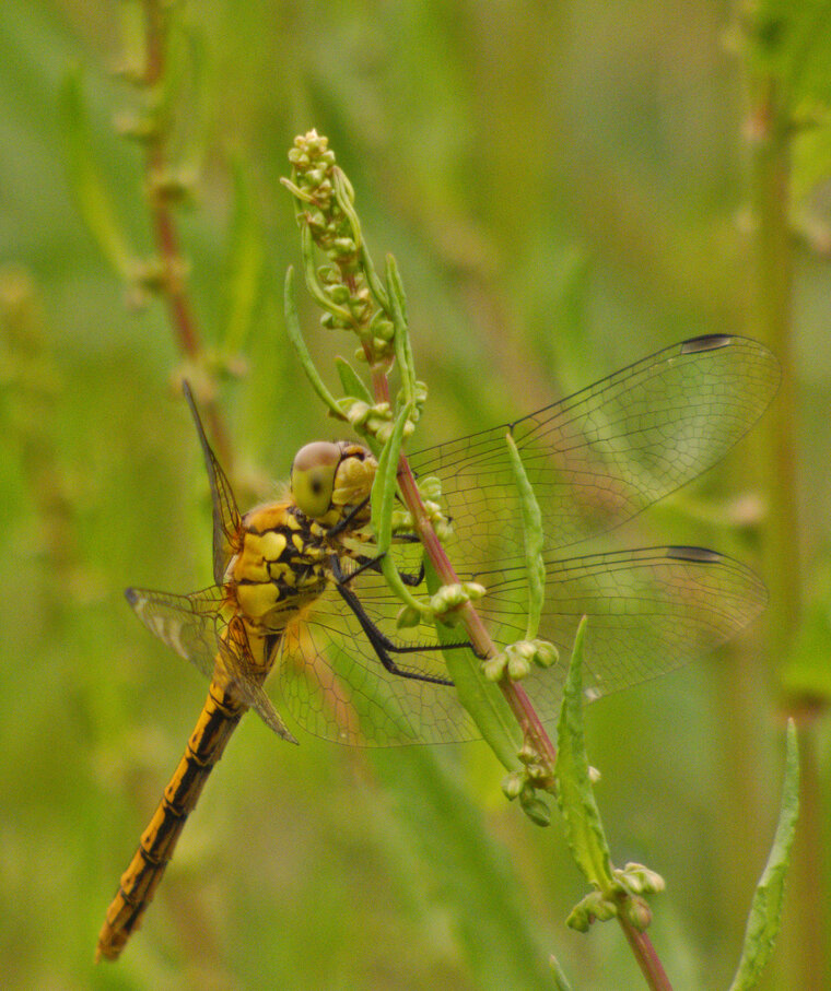 Sympetrum rouge sang Sympetrum sanguineum femelle