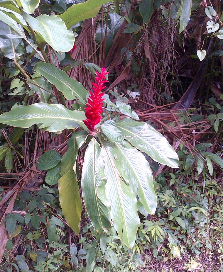 Alpinia