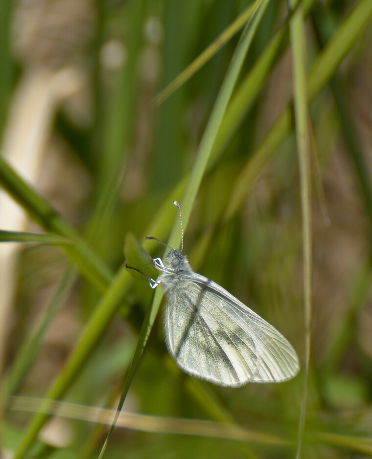 Piéride du lotier