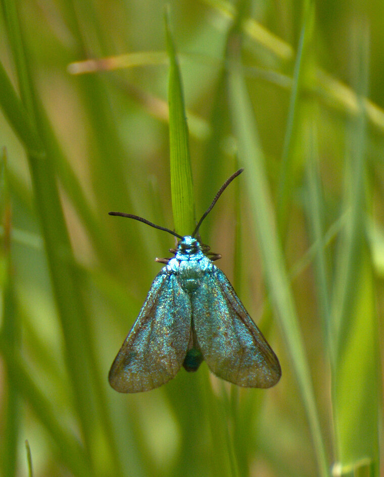 05 jun 19 prairie PN Cranic Adscita sp femelle