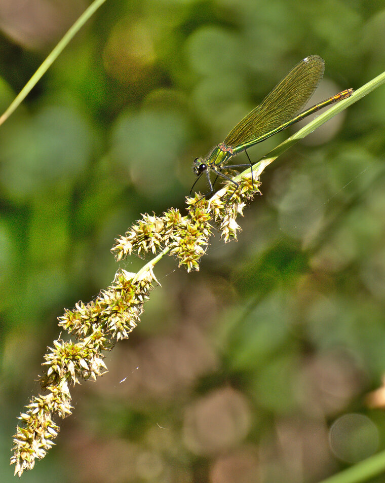 01 jun 19 St Dégan Calopteryx virgo femelle