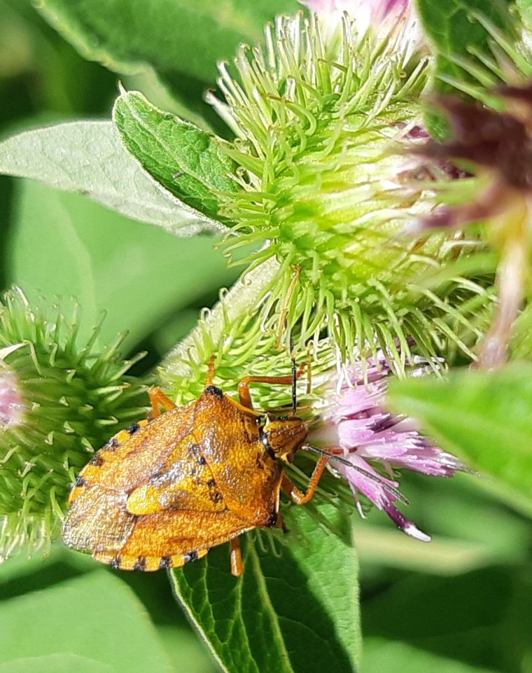 Carpocoris purpureipennis